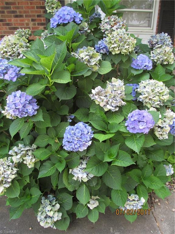 4174 County Line Road Thomasville, NC 27360 - Photo 3 of 28 BEAUTIFUL PURPLE BLUE HYDRANGEA BUSH
