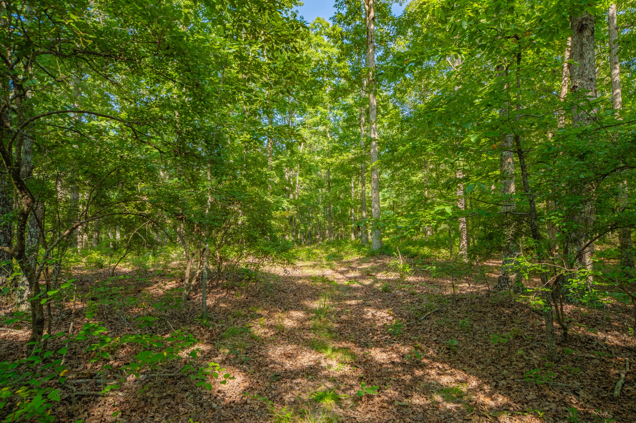 0 Pinewood Road Nunnelly, TN 37137 - Photo 37 of 64 Gallery Image 37
