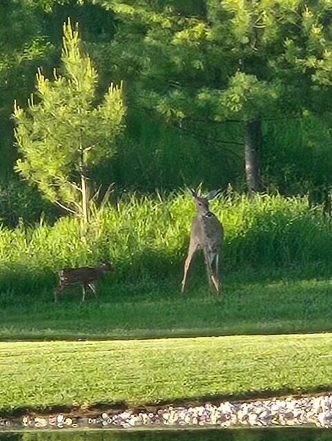 22428 West Steinthal Road Eaton, WI 53042 - Photo 74 of 81 Seller Provided Wildlife Photo