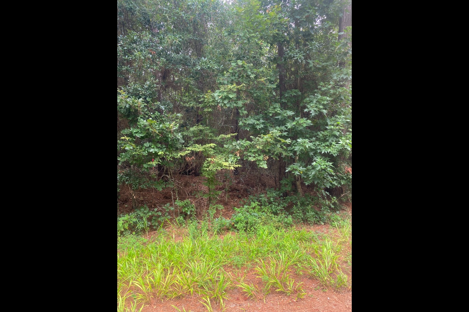 0 Rd 2741 Cleveland Tx 77327 Cleveland, TX 77327 - Photo 11 of 11 a view of a yard