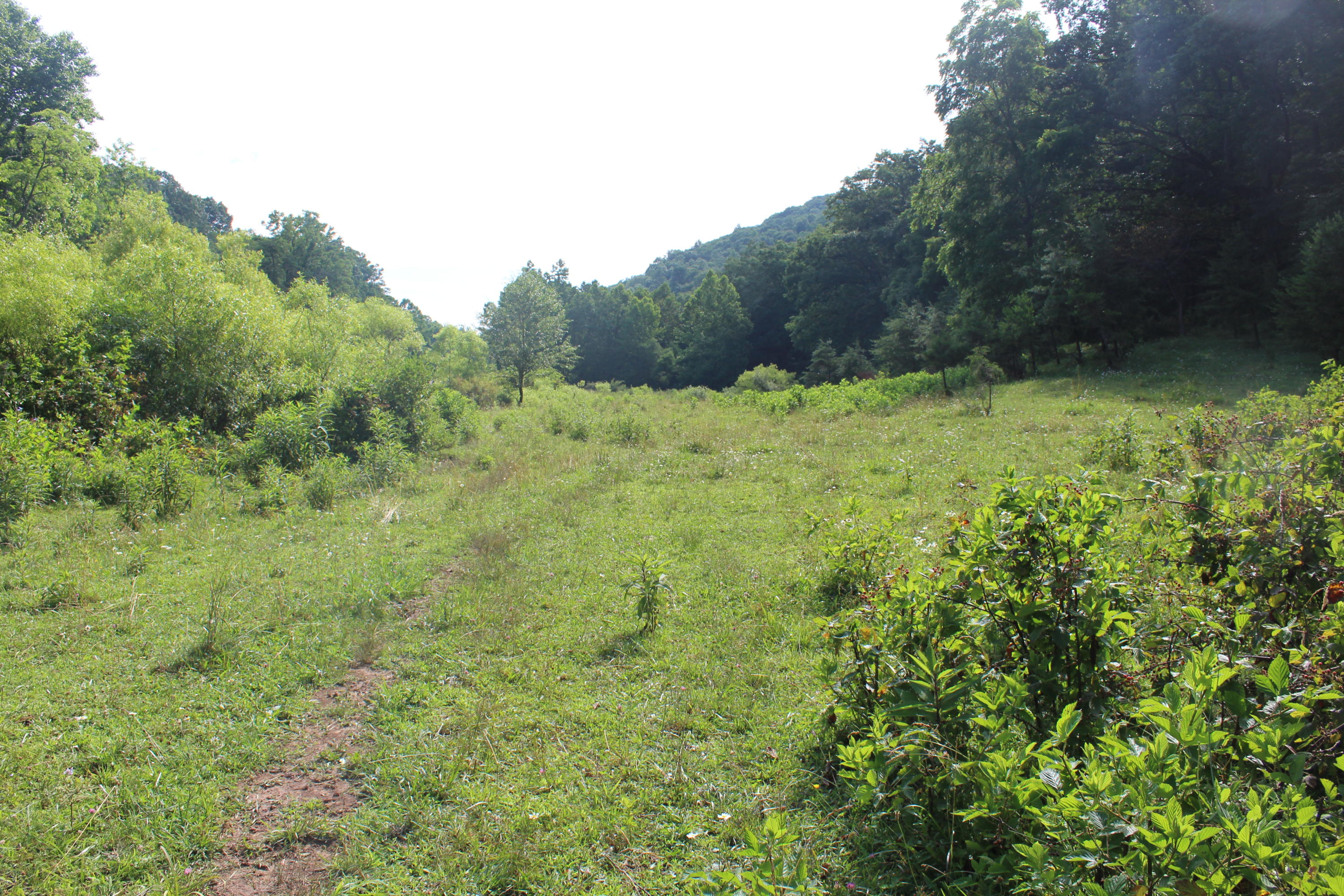 Bradshaw Run Road Forest Hill, WV 24935 - Photo 21 of 22 Gallery Image 21
