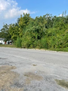 a view of a rural road with plants and large trees