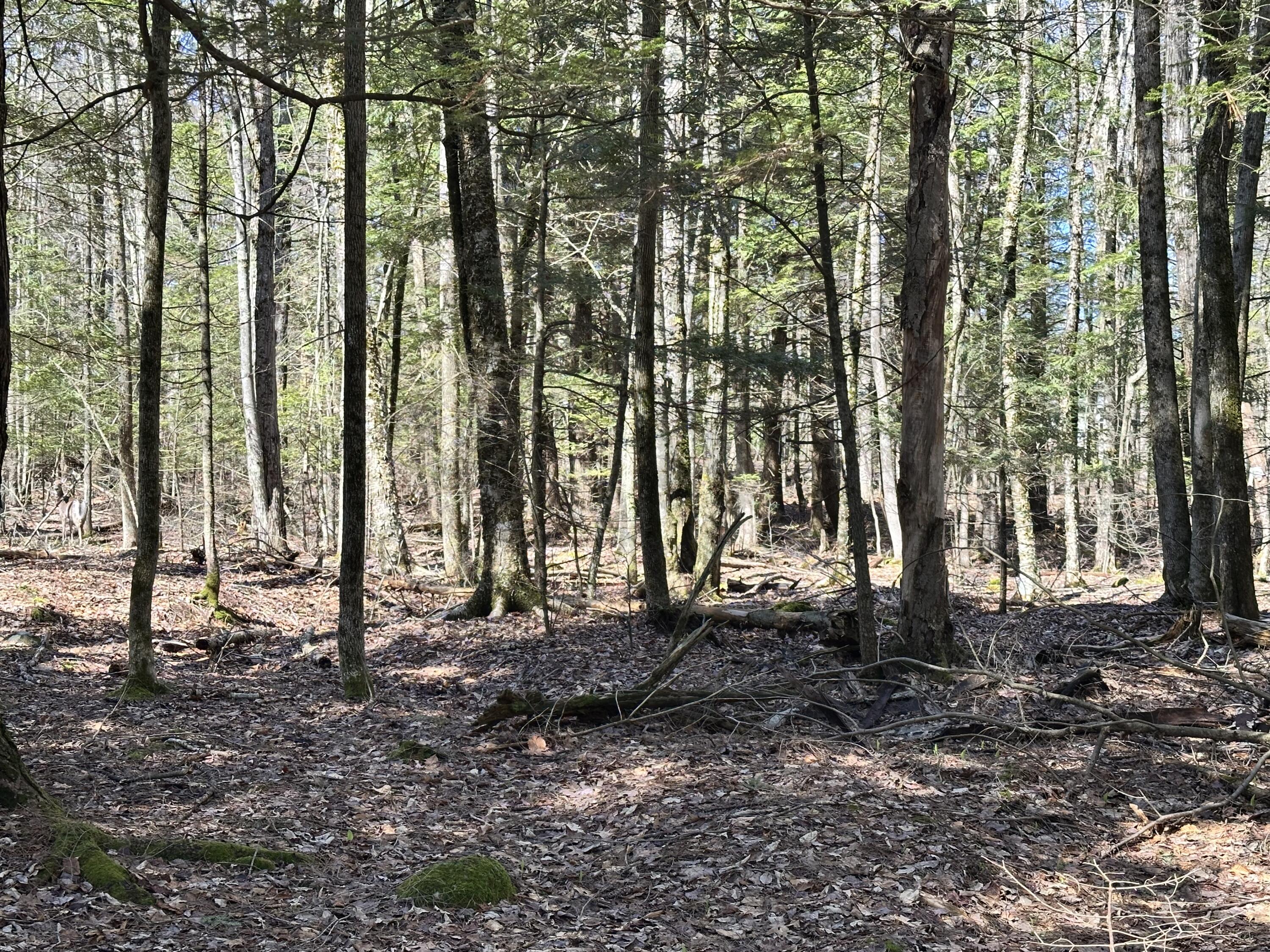 218 Plummer Road Richmond, ME 04357 - Photo 28 of 34 woods
