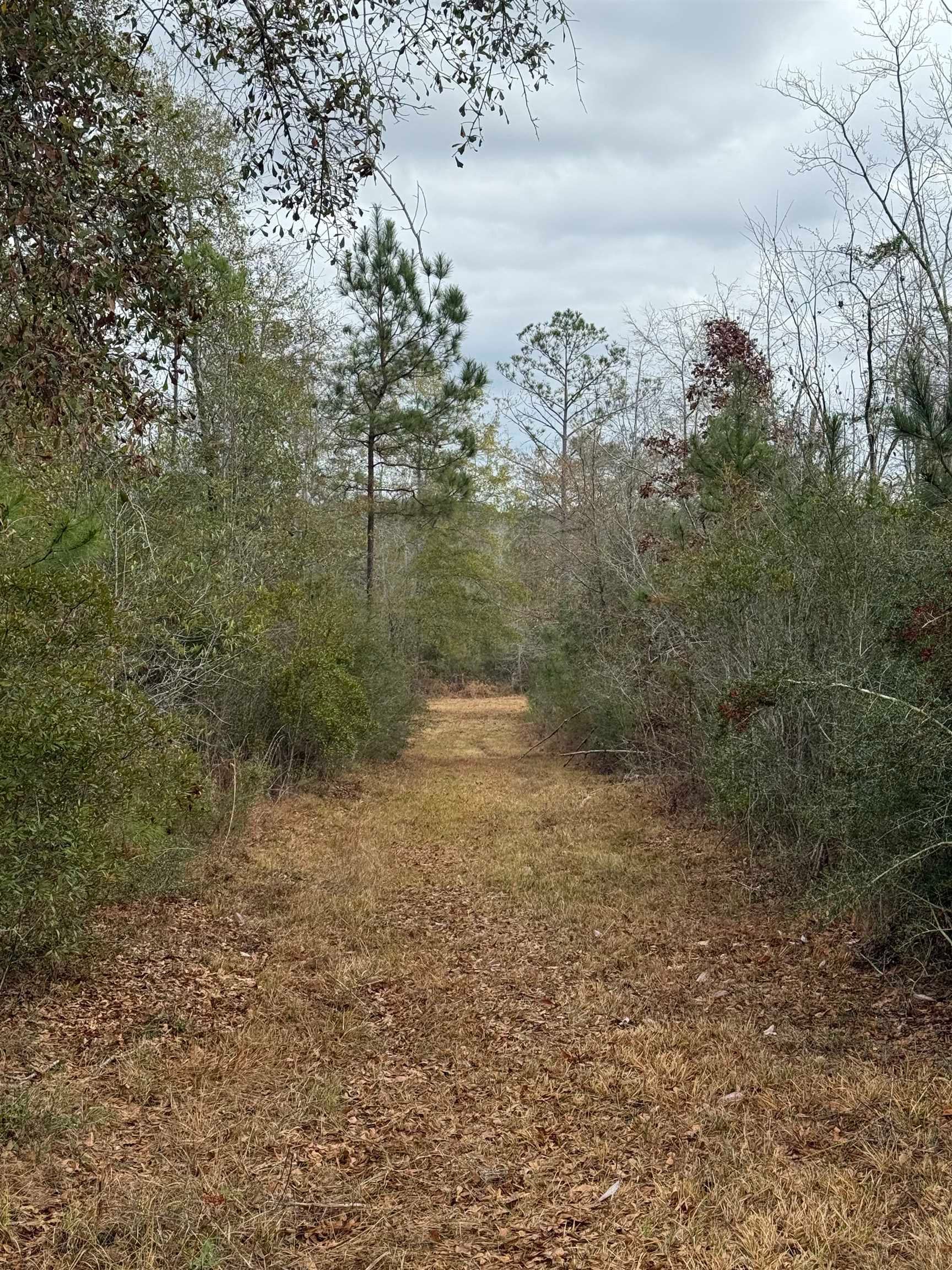 0 Cedar Cut Road Rutledge, AL 36071 - Photo 32 of 35 Gallery Image 32