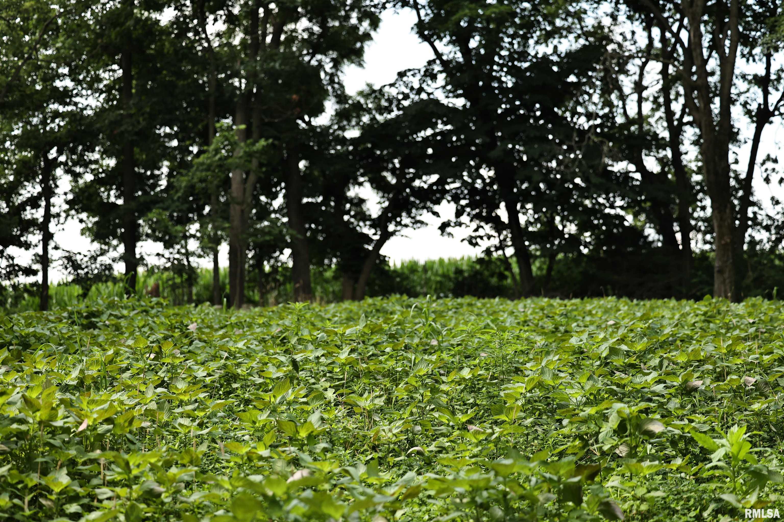 0 205th Street Kinderhook, IL 62345 - Photo 13 of 49