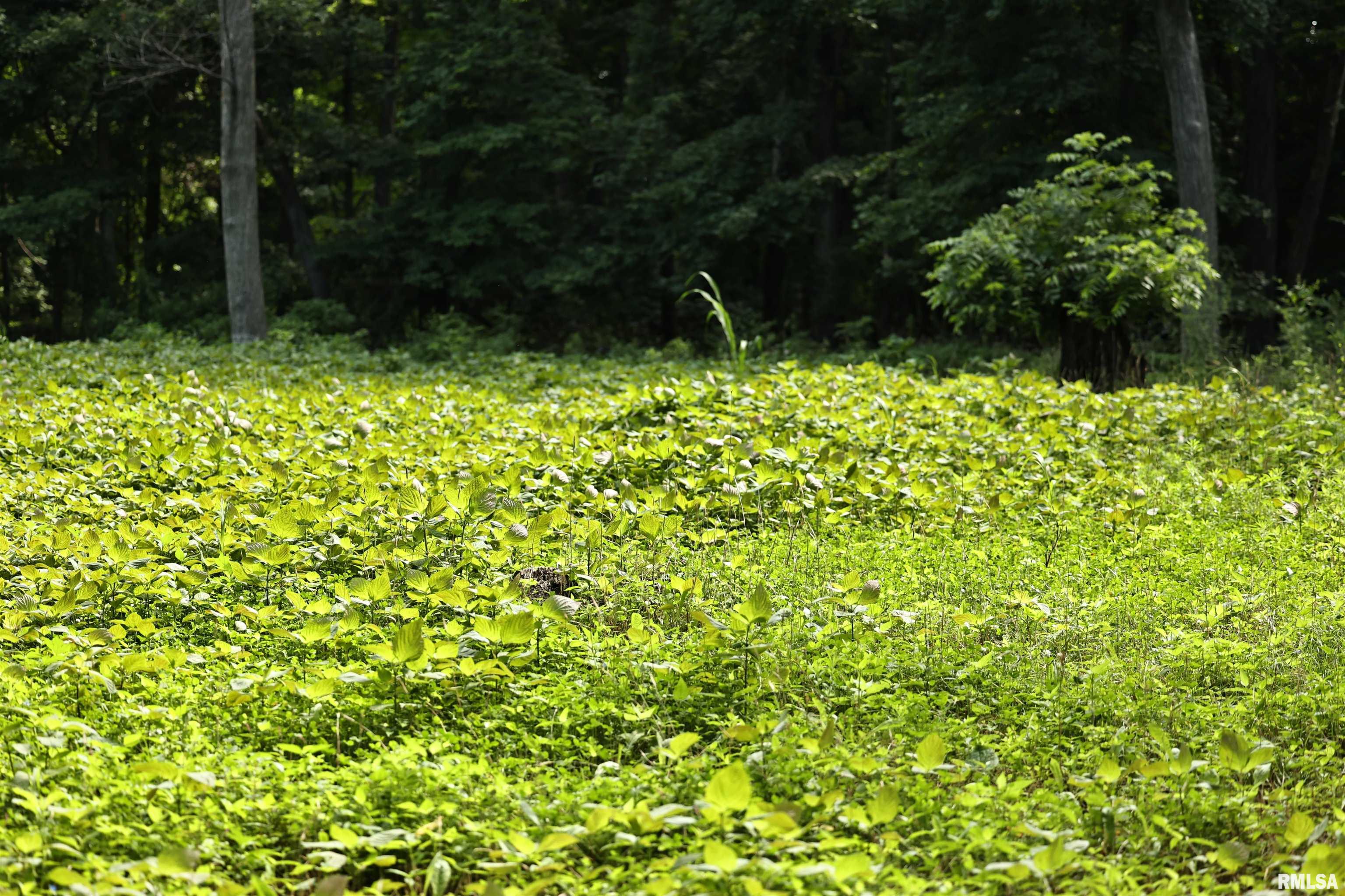 0 205th Street Kinderhook, IL 62345 - Photo 17 of 49