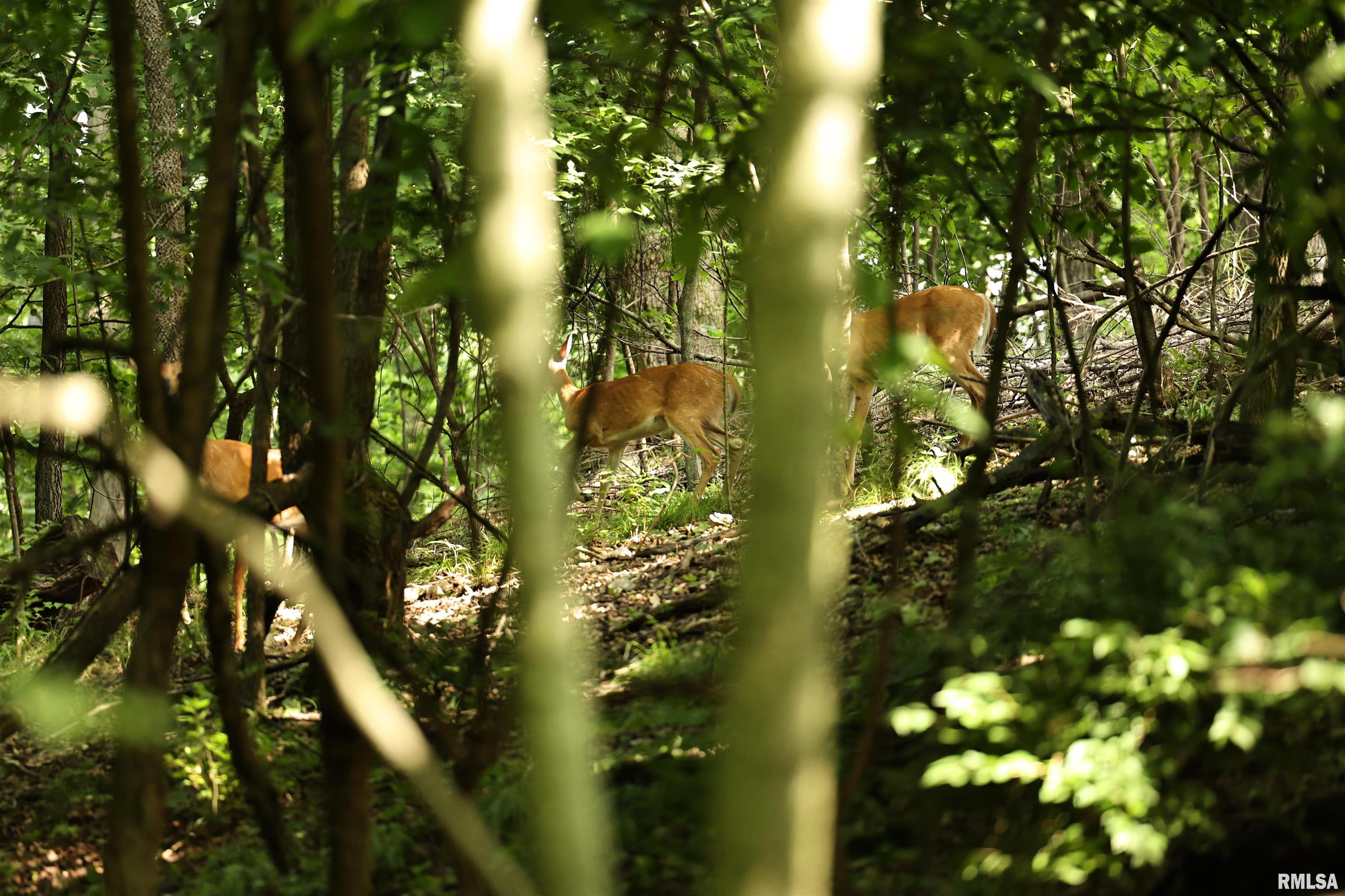 0 205th Street Kinderhook, IL 62345 - Photo 3 of 49