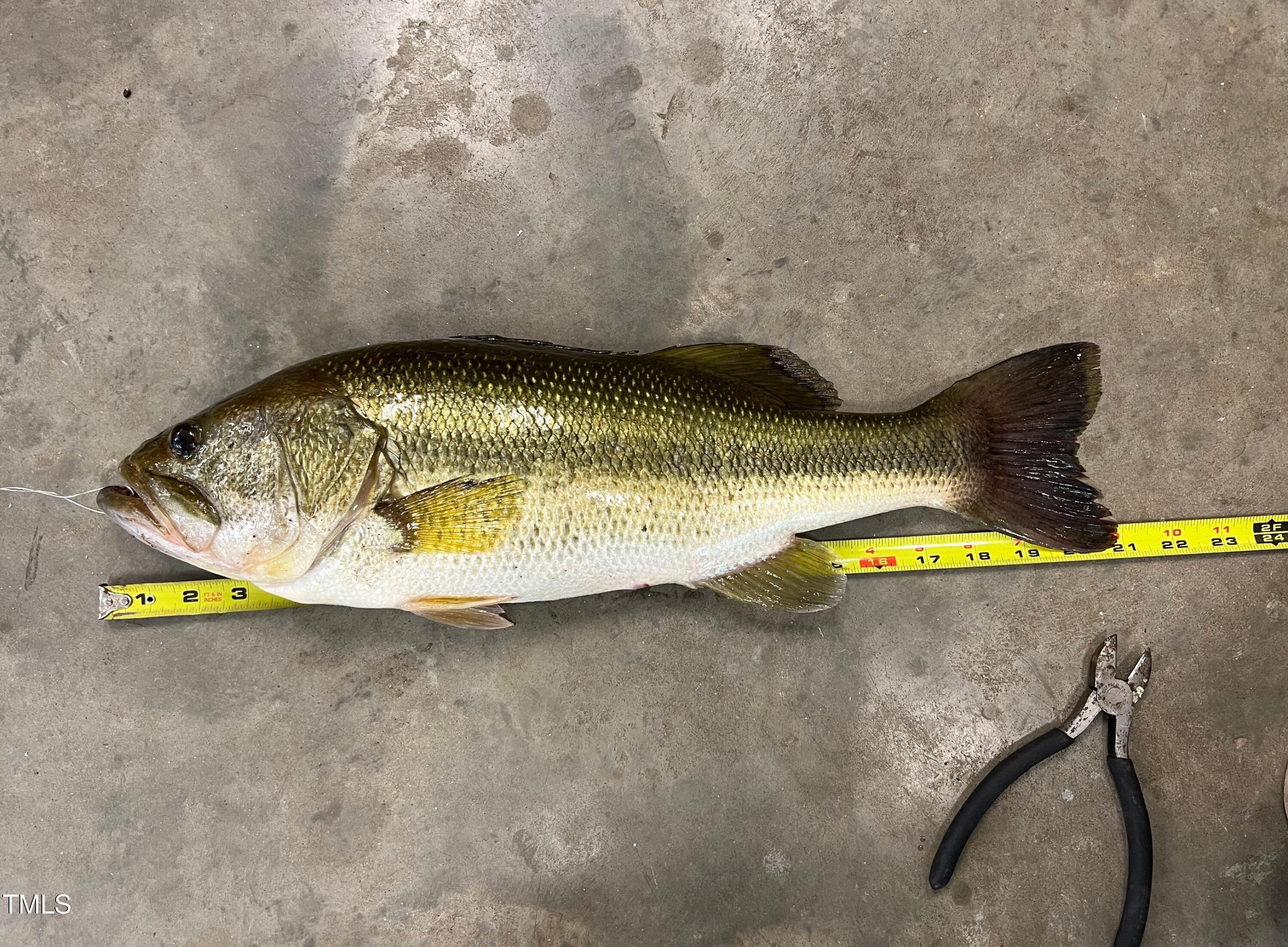 0 Escondido Farm Road Garner, NC 27529 - Photo 4 of 11 Fish from Pond