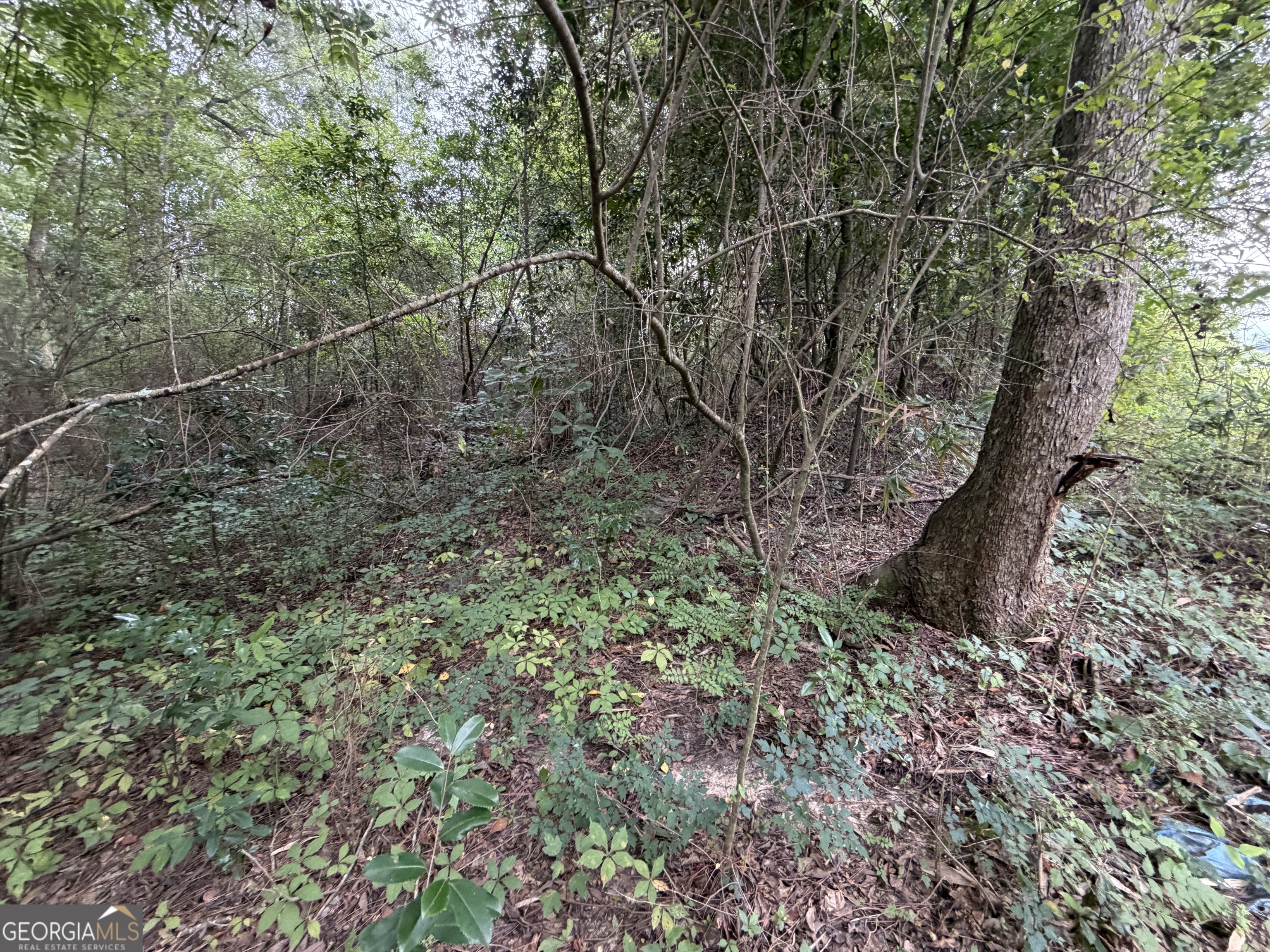 77-acre 77-acre Leary North Road Ashburn, GA 31714 - Photo 8 of 11