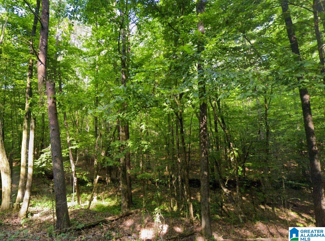 0 Old Tuscaloosa Road Jasper, AL 35501 - Photo 9 of 12