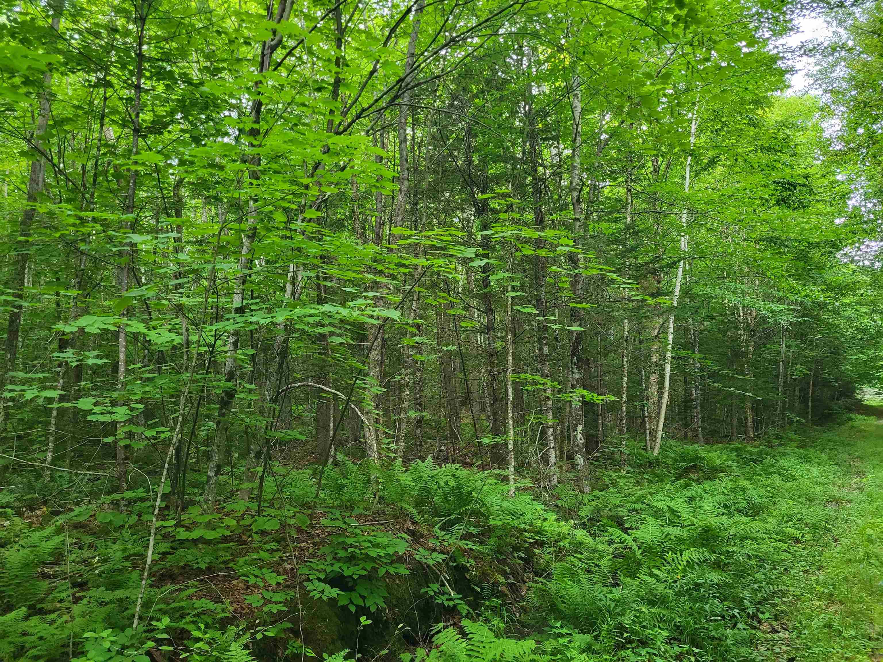 Lot 2 Bear Mountain Road Hebron, NH 03241 - Photo 17 of 17 Gallery Image 17