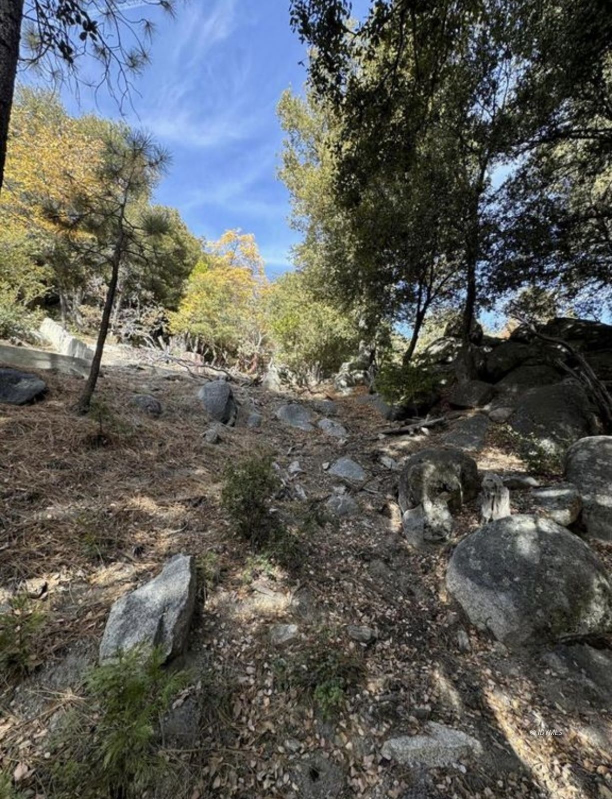53642 Jeffery Pine Road Idyllwild, CA 92549 - Photo 11 of 12 a view of a tree in a yard