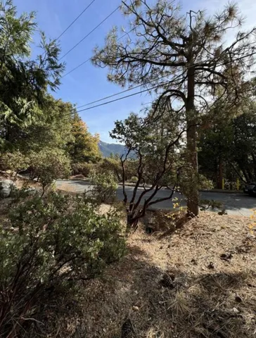 a view of a tree in a yard