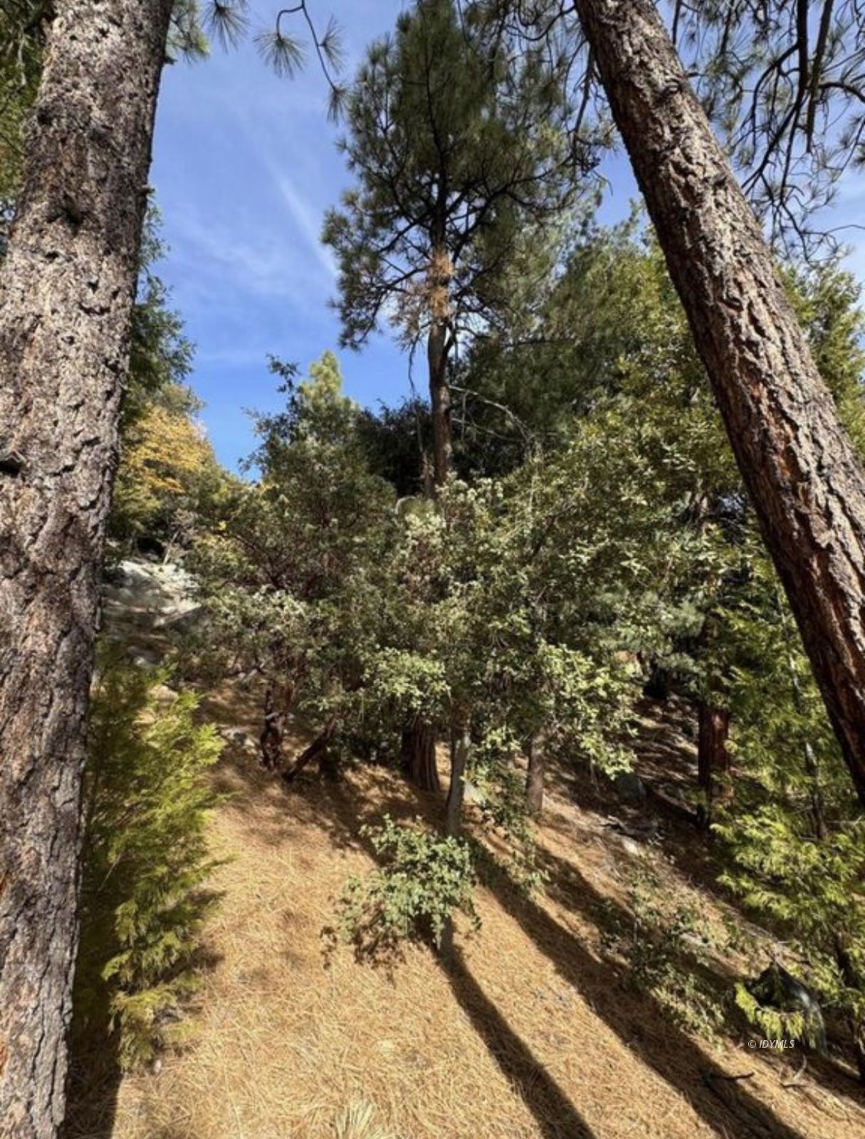 53642 Jeffery Pine Road Idyllwild, CA 92549 - Photo 2 of 12 a view of a yard with large trees