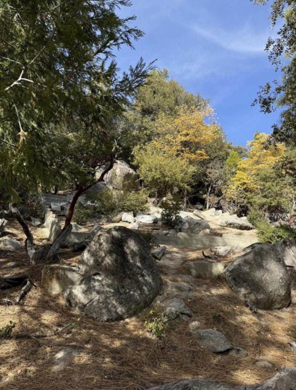 53642 Jeffery Pine Road Idyllwild, CA 92549 - Photo 4 of 12 a view of a yard with a tree