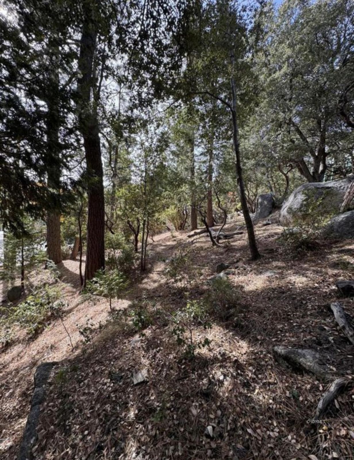 53642 Jeffery Pine Road Idyllwild, CA 92549 - Photo 7 of 12 a view of a forest with trees