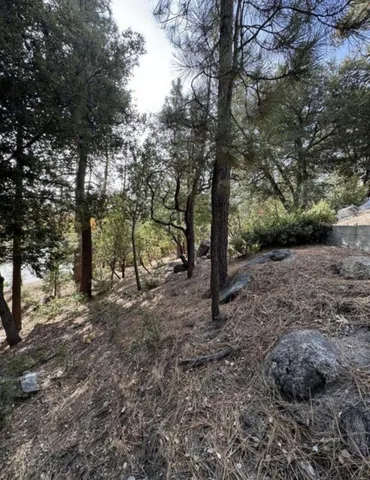 a view of a forest filled with trees