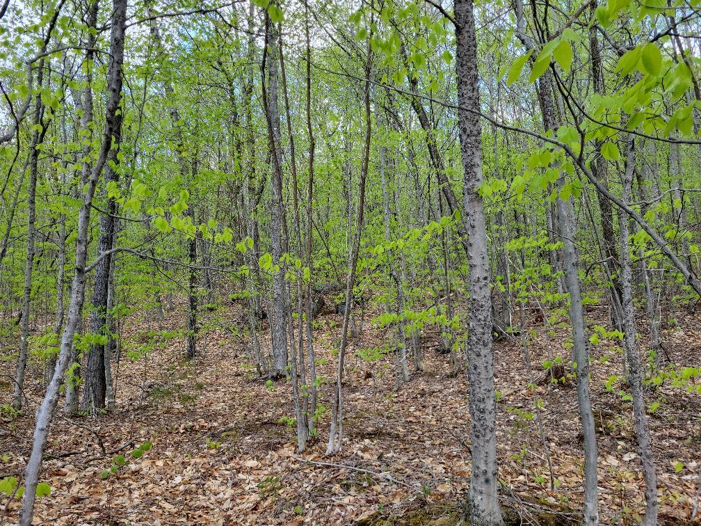 Lot 11 Swift River Road Byron, ME 04275 - Photo 59 of 72 photo_f85294ec-deb5-482d-a052-1dd5005d15