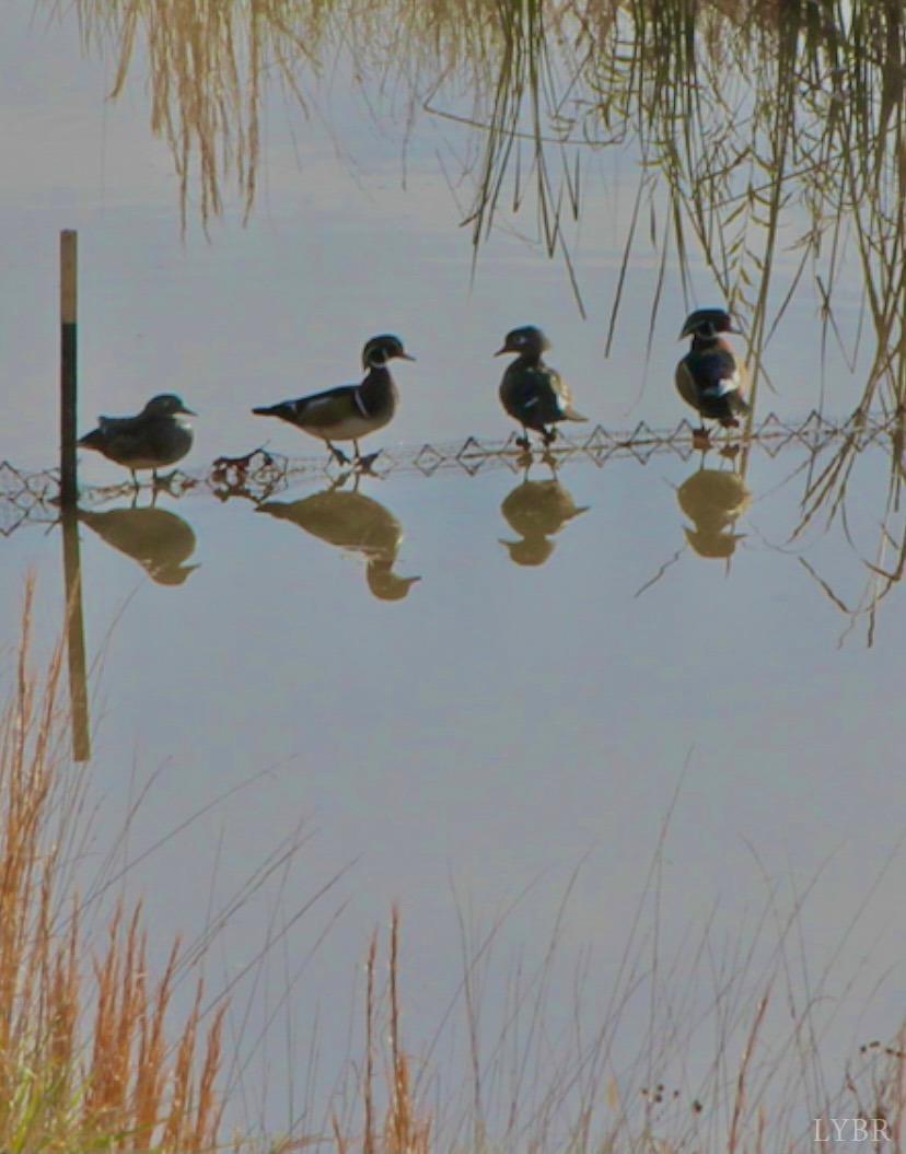 1192 Elk Creek Road Forest, VA 24551 - Photo 49 of 50