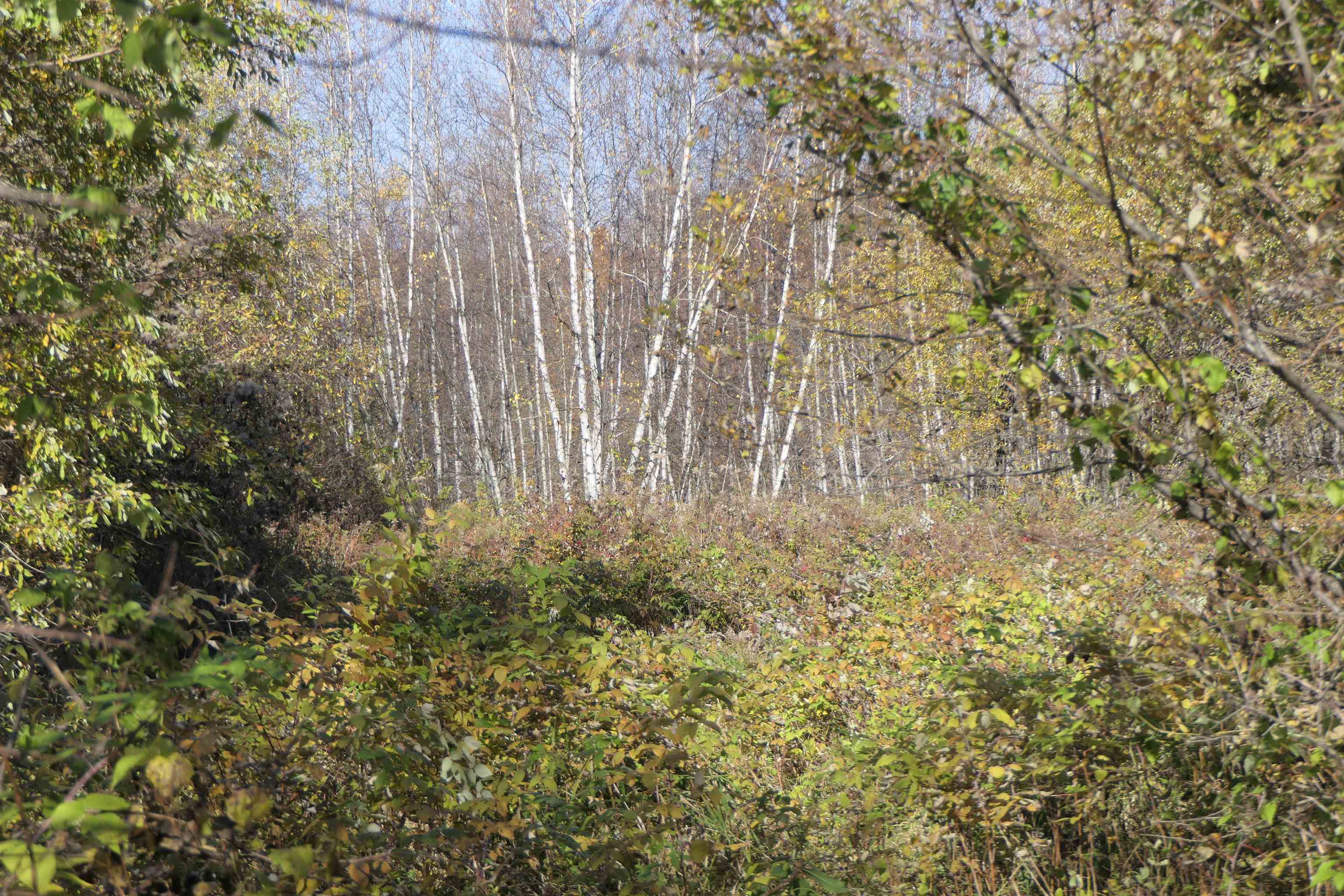 2709 East Bakersfield Road Bakersfield, VT 05450 - Photo 3 of 17 Gallery Image 3