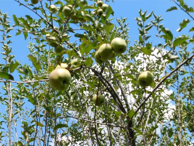 $279,900 | 7 Orchard Avenue, Owego, NY 13827