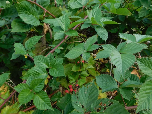 $279,900 | 7 Orchard Avenue, Owego, NY 13827