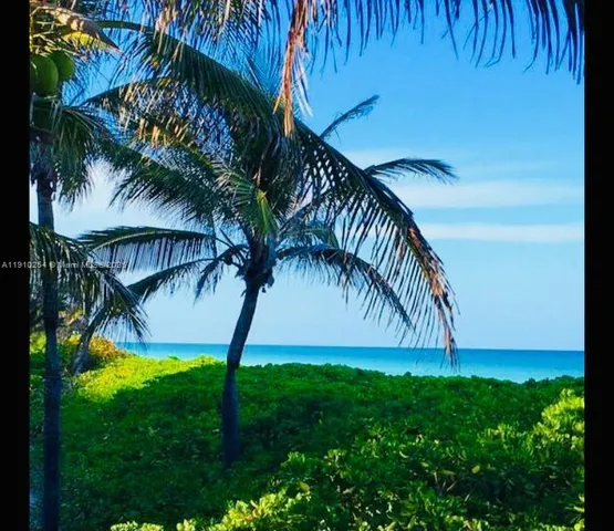 a view of a yard with a palm tree