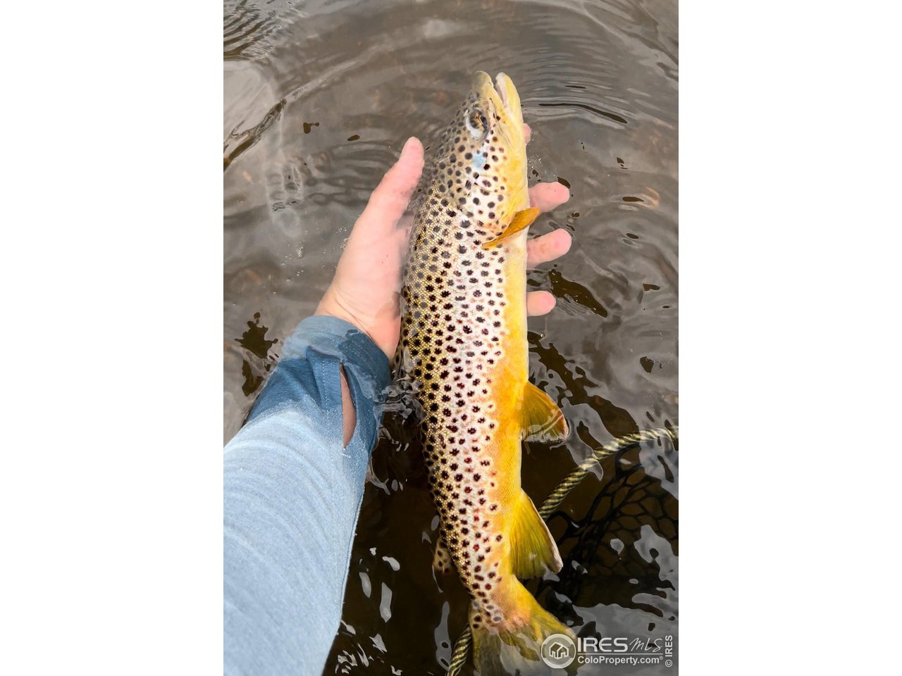 950 Meadow Creek Road Livermore, CO 80536 - Photo 22 of 26