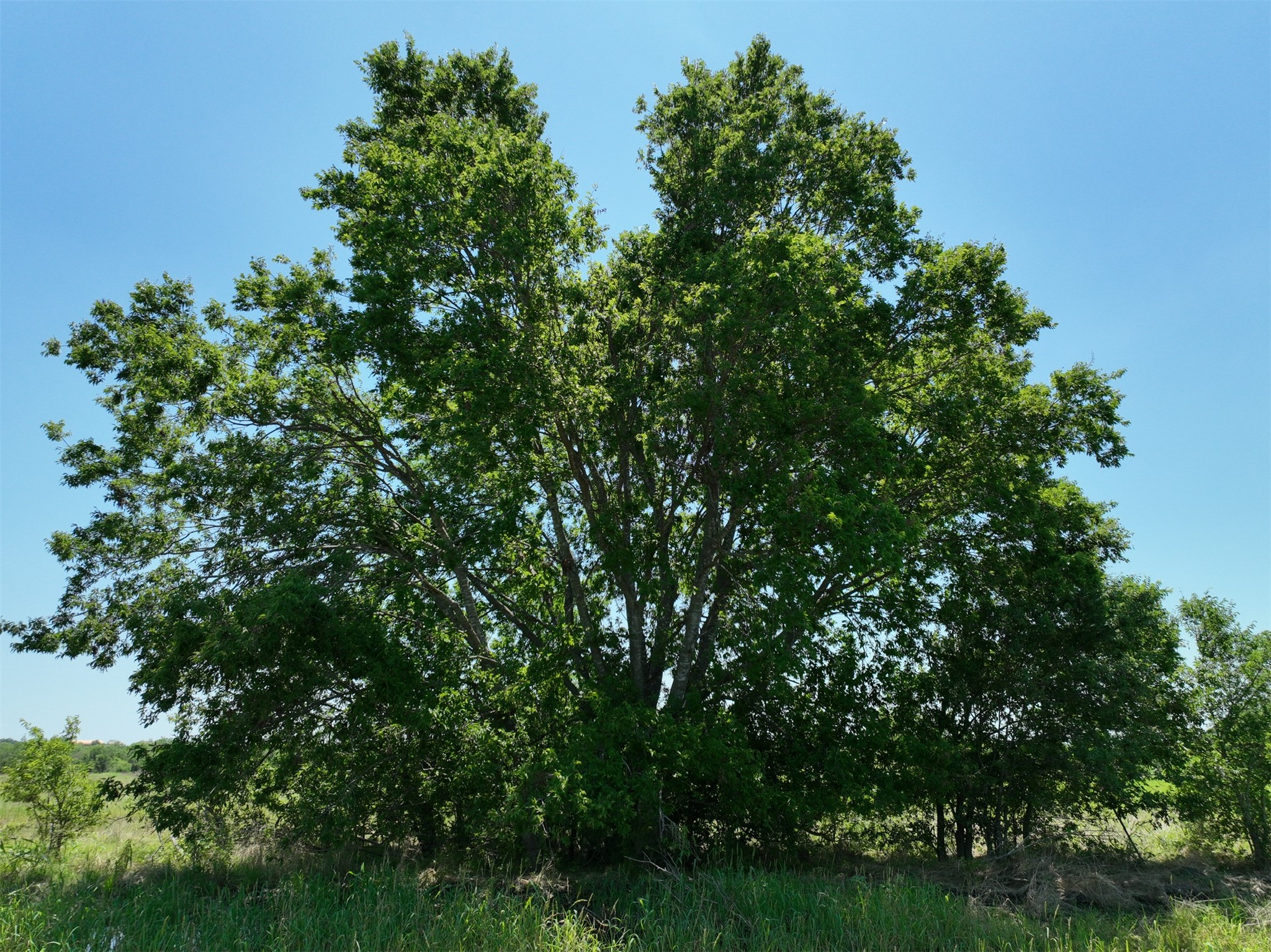 Lot 1 Cr 142 Road Cameron, TX 76520 - Photo 5 of 7 Mature trees frame a sun-drenched field under a clear blue sky.