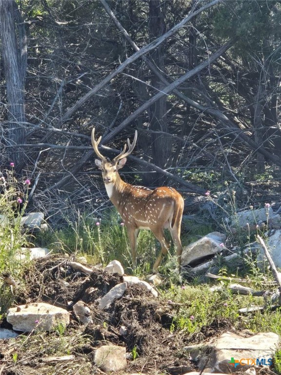 4950 County Road 110 Burnet, TX 78611 - Photo 27 of 29