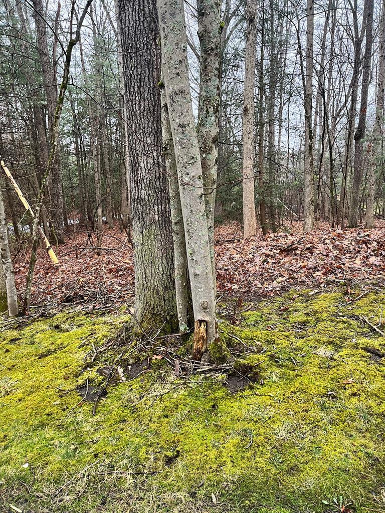 0 Timber Ridge Drive Beckley, WV 25801 - Photo 1 of 5 Main View