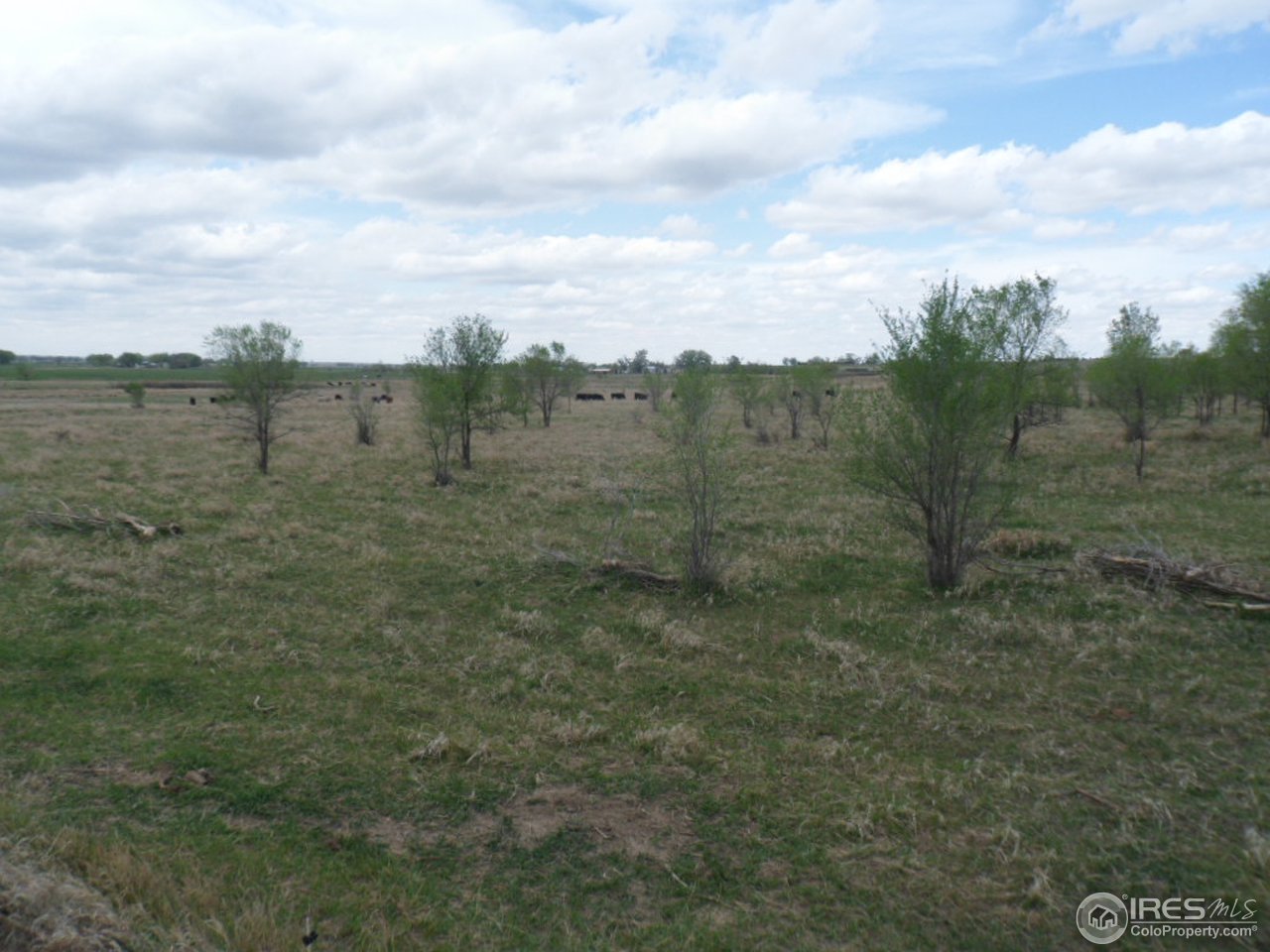 144 County Road West Weldona, CO 80653 - Photo 5 of 14 Young Trees