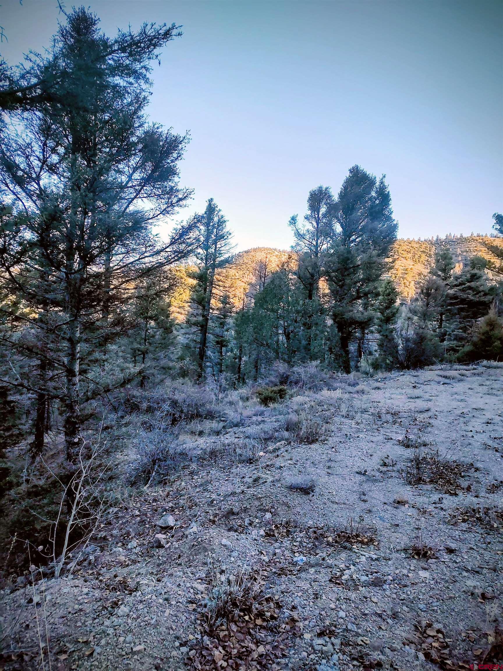 a view of a yard with a tree