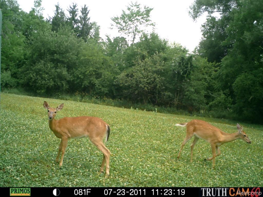 2175 Granger Road Oxford, MI 48371 - Photo 47 of 51 Deer3.jpg
