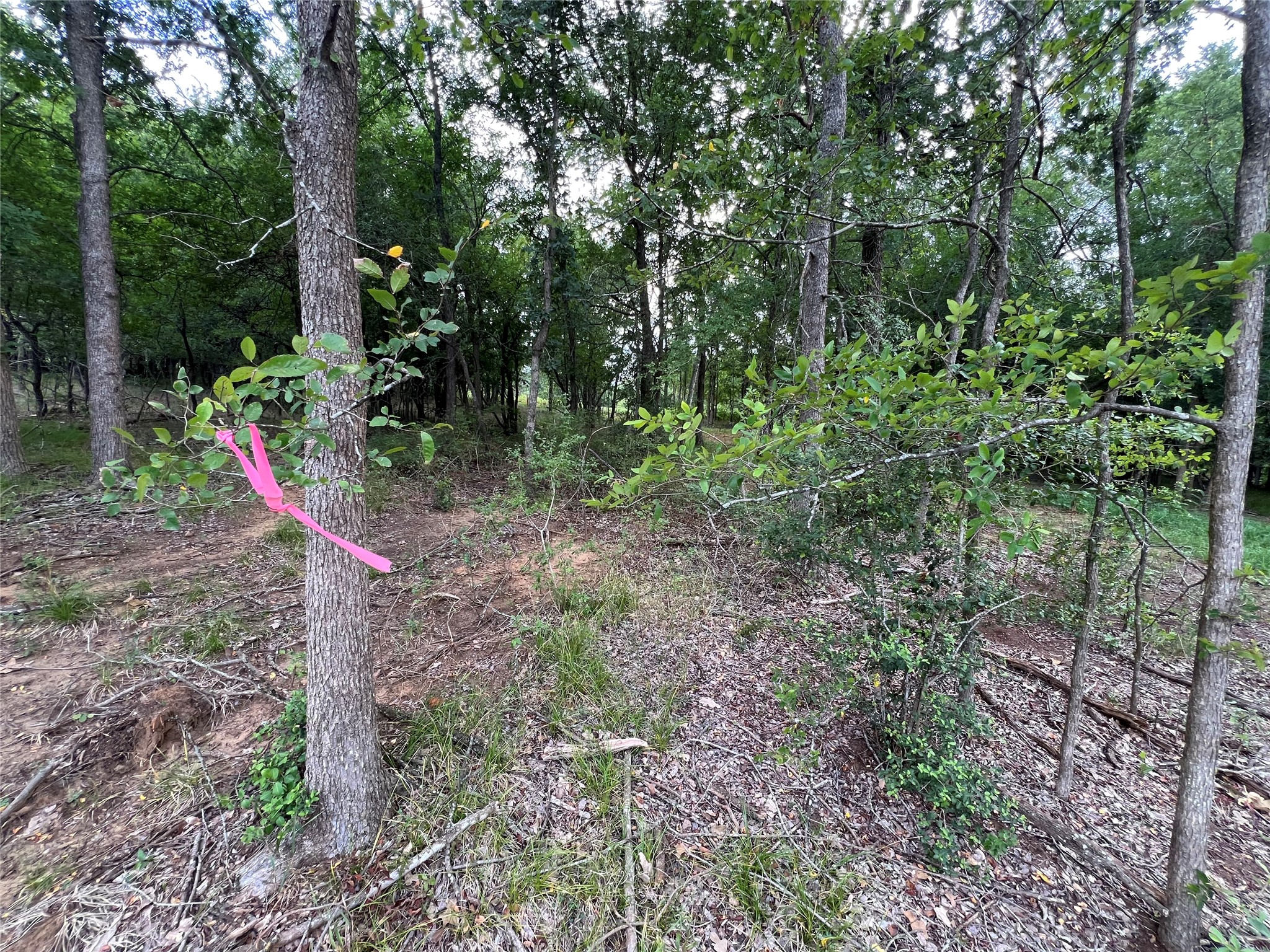 3000 Tract 1 Elgin, TX 78621 - Photo 8 of 18 Trees found on property