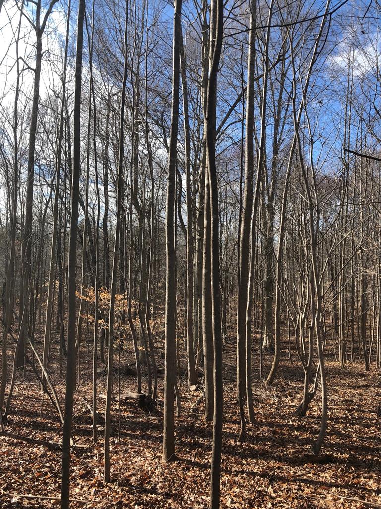 0 Overton Road, Unit 10 Victoria, VA 23974 - Photo 2 of 4 Gallery Image 2