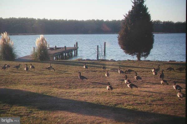 5534 Cassons Neck Road Cambridge, MD 21613 - Photo 5 of 30 Geese