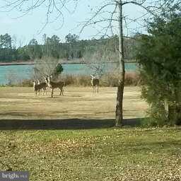 5534 Cassons Neck Road Cambridge, MD 21613 - Photo 7 of 30 Waterside