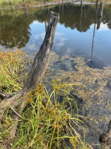 $374,995 | Tbd South Sycamore Street, Palestine, TX 75801