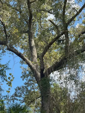 $374,995 | Tbd South Sycamore Street, Palestine, TX 75801