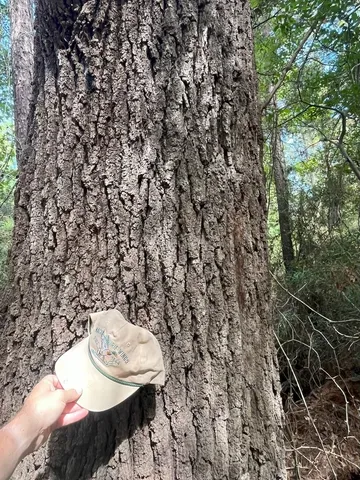 $374,995 | Tbd South Sycamore Street, Palestine, TX 75801