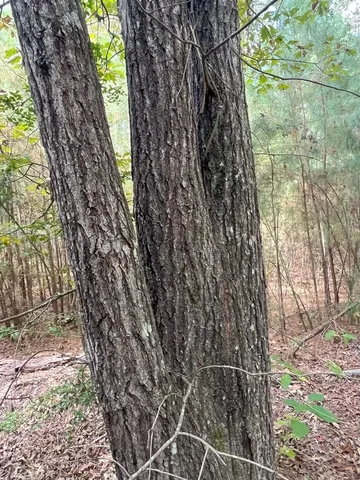 $374,995 | Tbd South Sycamore Street, Palestine, TX 75801