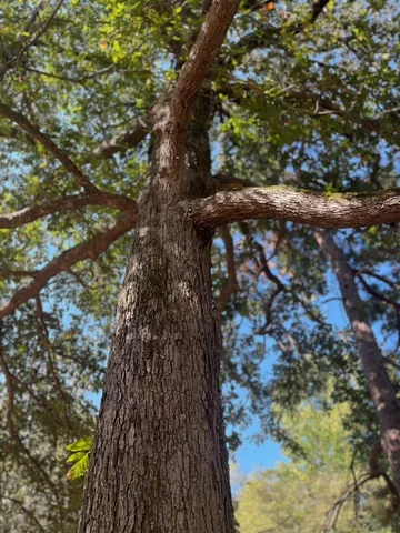 $374,995 | Tbd South Sycamore Street, Palestine, TX 75801