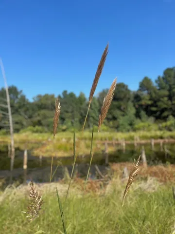 $374,995 | Tbd South Sycamore Street, Palestine, TX 75801