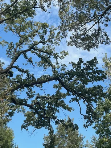 $374,995 | Tbd South Sycamore Street, Palestine, TX 75801