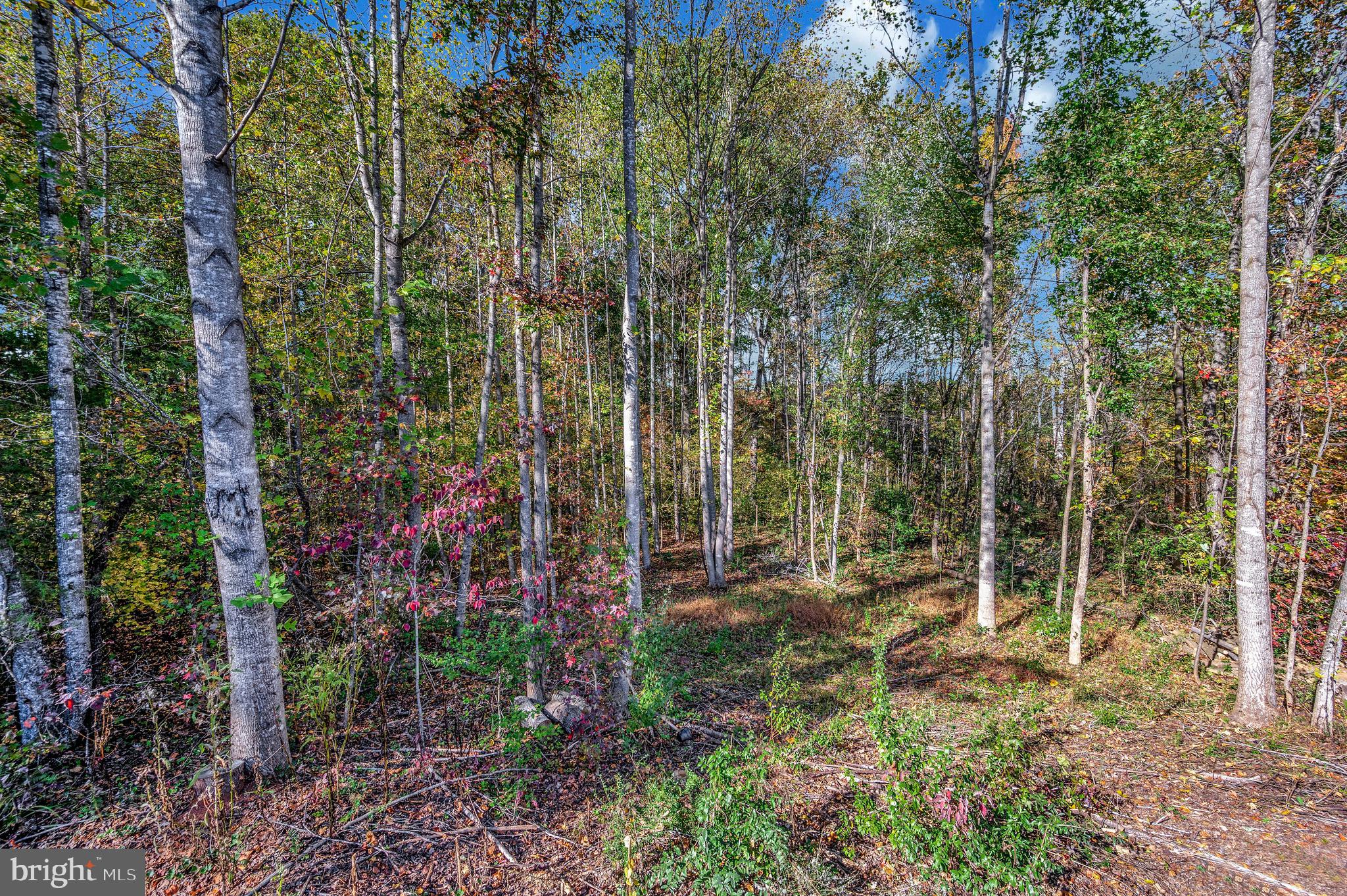 6709 Marye Road Spotsylvania, VA 22551 - Photo 70 of 73 a view of outdoor space and garden