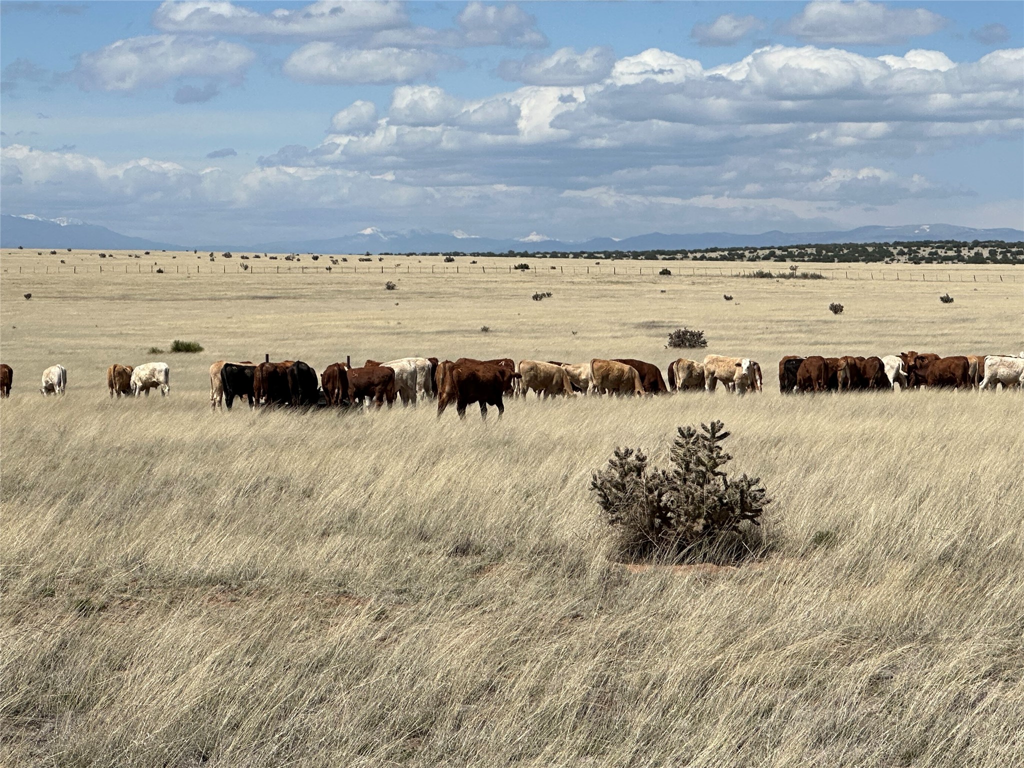 26262 US Highway 285 Ribera, NM 87560 - Photo 37 of 46