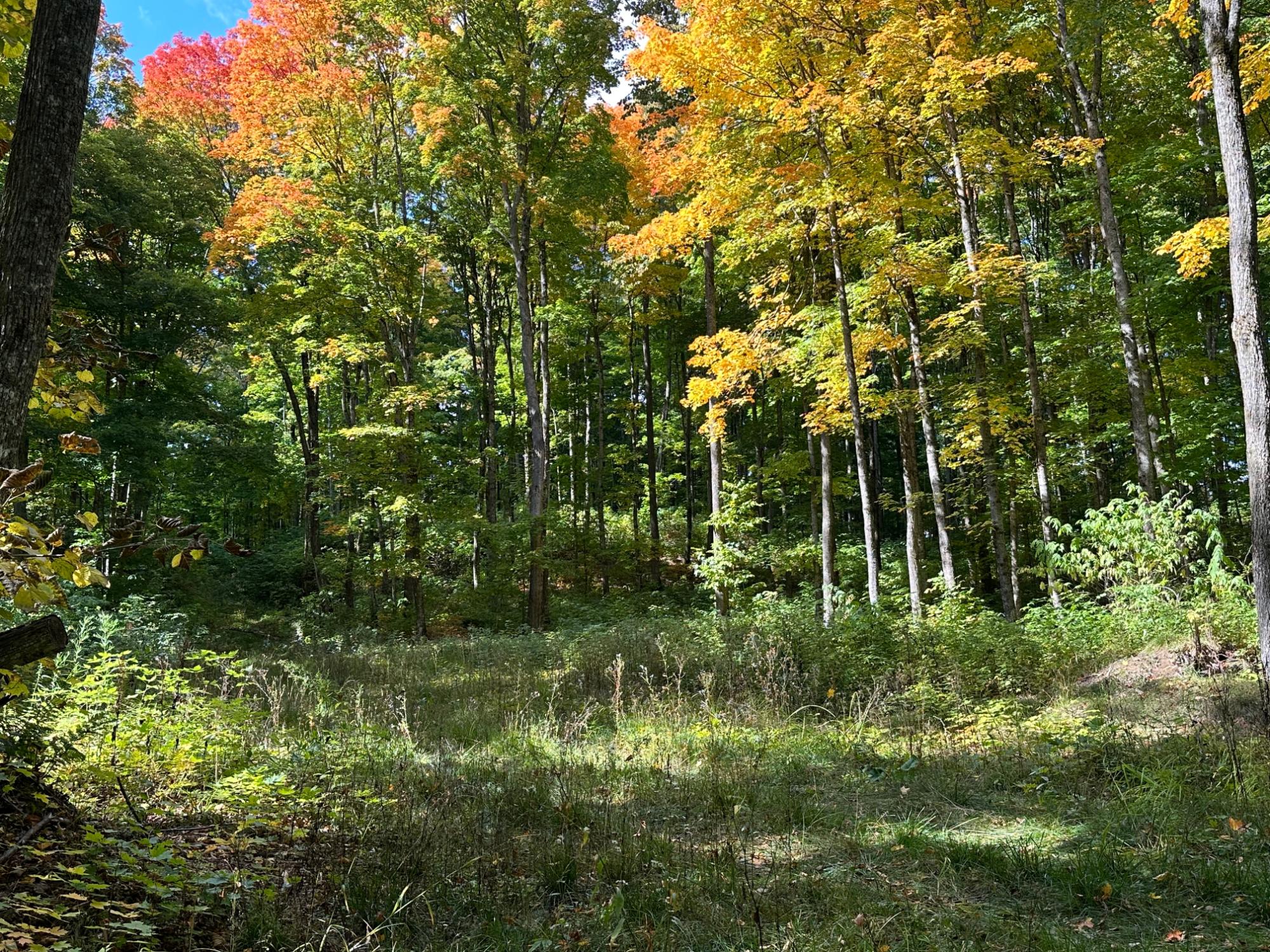 Off County Line Lake Road Watersmeet, MI 49969 - Photo 26 of 28 Gallery Image 26