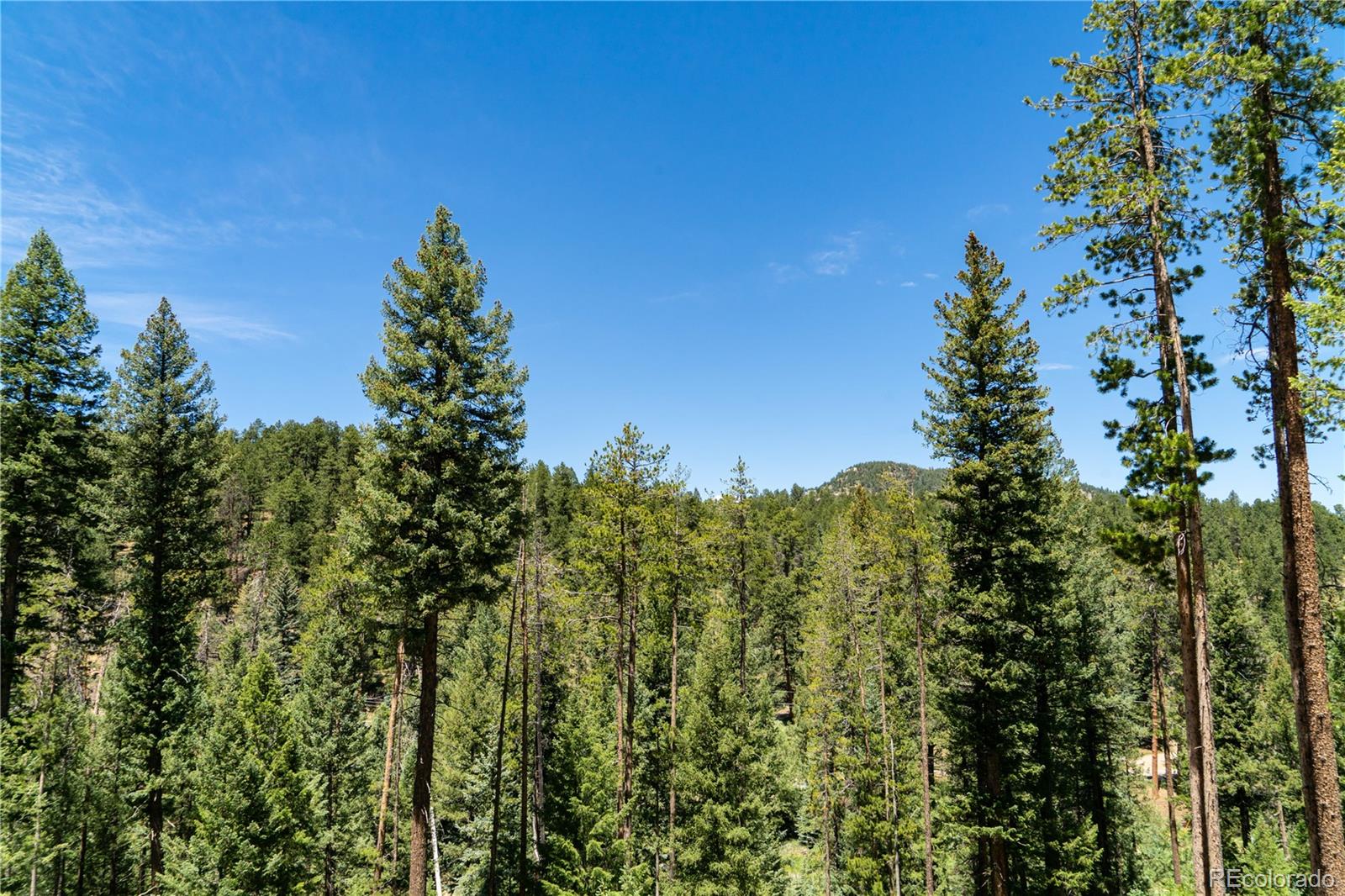 6814 Lynx Lair Road Evergreen, CO 80439 - Photo 12 of 19