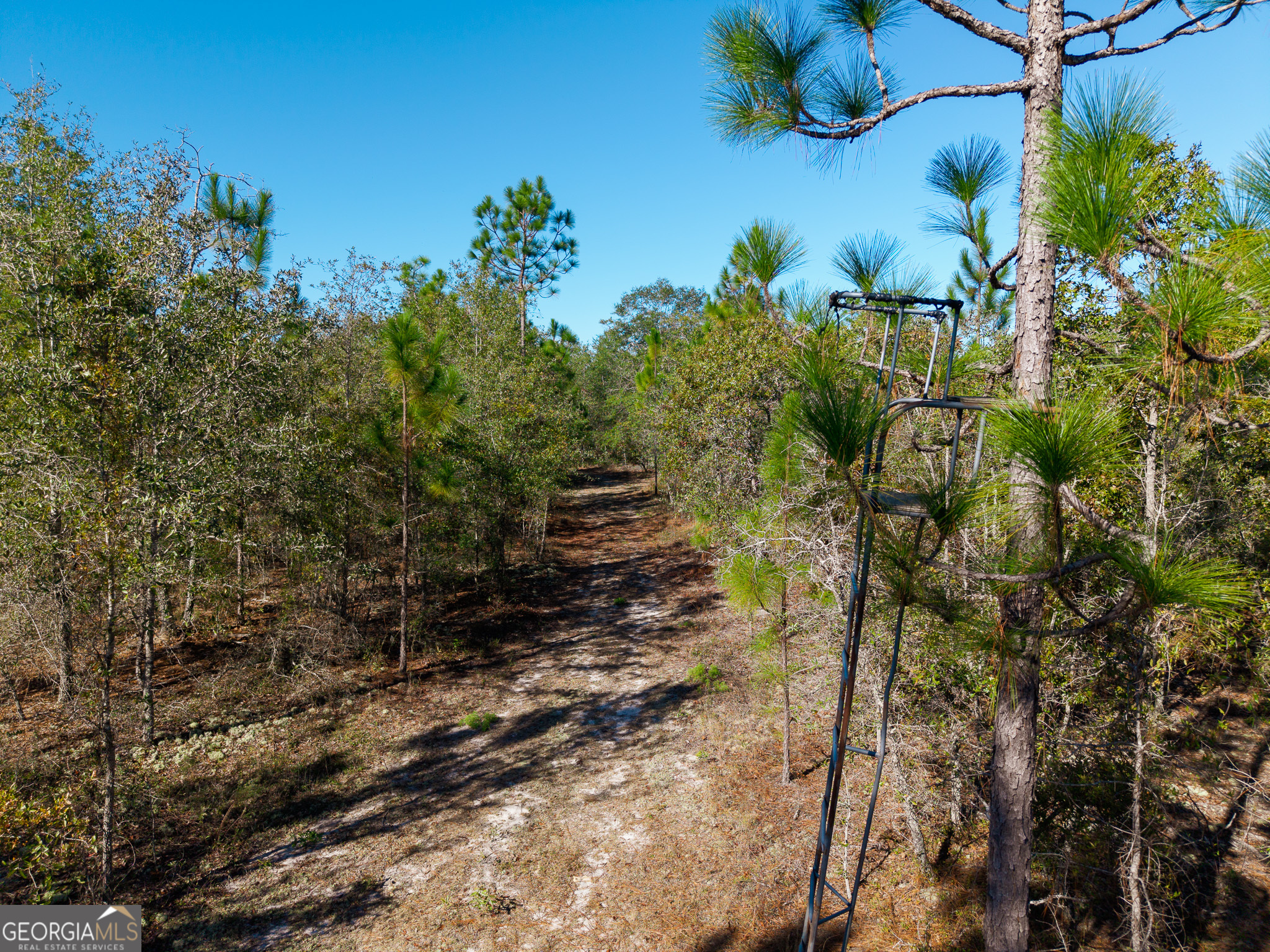 0 Penn Lane Waynesboro, GA 30830 - Photo 13 of 31 a view of a plant with a yard